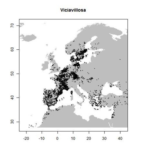 Vicia villosa Roth